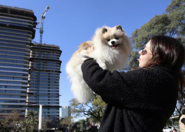 Perros, gatos y alquiler: el 22% de los departamentos porteños acepta mascotas y los más baratos no superan los 800 mil pesos